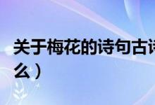 关于梅花的诗句古诗（和梅花有关的诗句有什么）