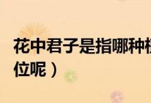 花中君子是指哪种植物（花中四君子又是哪四位呢）