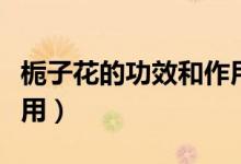 栀子花的功效和作用（栀子花有什么功效和作用）