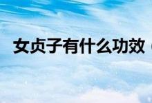 女贞子有什么功效（女贞子的作用有哪些）