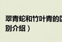 翠青蛇和竹叶青的区别（翠青蛇和竹叶青的区别介绍）