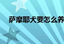 萨摩耶犬要怎么养（萨摩耶犬要如何养）