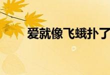 爱就像飞蛾扑了火（爱像飞蛾扑火）