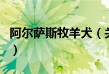 阿尔萨斯牧羊犬（关于阿尔萨斯牧羊犬的介绍）