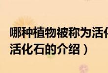 哪种植物被称为活化石（关于哪种植物被称为活化石的介绍）
