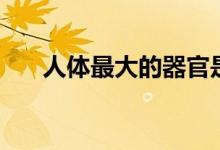 人体最大的器官是（它分成哪些部分）