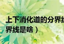 上下消化道的分界线是什么（上下消化道的分界线是啥）