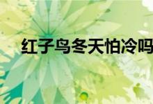 红子鸟冬天怕冷吗（红子鸟的适宜温度）