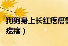 狗狗身上长红疙瘩需要剃毛吗(狗狗身上长红疙瘩)