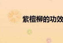 紫檀柳的功效与作用（紫檀柳）