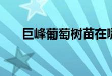 巨峰葡萄树苗在哪里买（巨峰葡萄树）