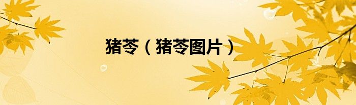 猪苓（猪苓图片）