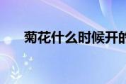 菊花什么时候开的（菊花什么时候开）