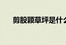 剪股颖草坪是什么草坪（剪股颖草坪）