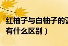 红柚子与白柚子的营养区别（红柚子和白柚子有什么区别）