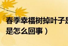 春季幸福树掉叶子是怎么回事（幸福树掉叶子是怎么回事）