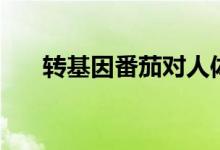 转基因番茄对人体危害（转基因番茄）