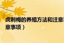 虎刺梅的养殖方法和注意事项秋冬（虎刺梅的养殖方法和注意事项）