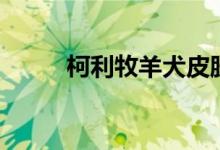 柯利牧羊犬皮肤病（柯利牧羊犬）