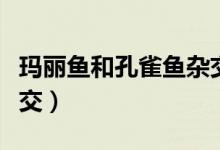玛丽鱼和孔雀鱼杂交后代（玛丽鱼和孔雀鱼杂交）