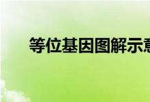 等位基因图解示意图（等位基因图解）