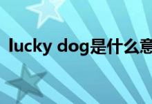 lucky dog是什么意思（lucky是什么意思）
