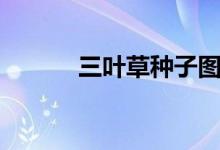 三叶草种子图片（三叶草种子）