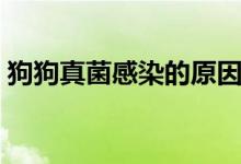 狗狗真菌感染的原因（狗狗真菌感染怎么治）