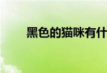 黑色的猫咪有什么说法（黑色的猫）