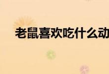 老鼠喜欢吃什么动物（老鼠喜欢吃什么）