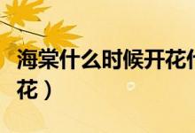 海棠什么时候开花什么颜色（海棠什么时候开花）