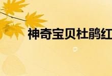 神奇宝贝杜鹃红丝（神奇宝贝杜鹃）