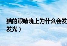 猫的眼睛晚上为什么会发光?59字（猫的眼睛晚上为什么会发光）