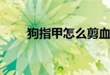 狗指甲怎么剪血线（狗指甲怎么剪）