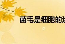 菌毛是细胞的运动器官吗（菌毛）