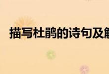 描写杜鹃的诗句及解析（描写杜鹃的诗句）