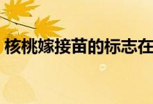 核桃嫁接苗的标志在哪个地方（核桃嫁接苗）