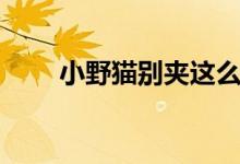 小野猫别夹这么紧（小野猫你别逃）