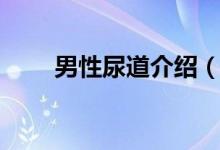 男性尿道介绍（男性尿道玩法大全）
