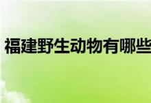 福建野生动物有哪些（野生动物都包括哪些）