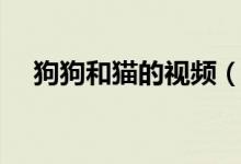 狗狗和猫的视频（动物世界狗与猫配种）