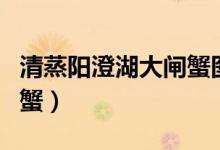 清蒸阳澄湖大闸蟹图片高清（清蒸阳澄湖大闸蟹）
