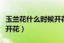 玉兰花什么时候开花最合适（玉兰花什么时候开花）