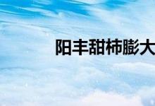 阳丰甜柿膨大施什么肥（阳丰）