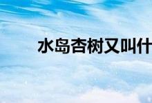 水岛杏树又叫什么名字（水岛杏树）