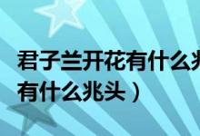 君子兰开花有什么兆头寓意配图(君子兰开花有什么兆头)