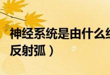 神经系统是由什么组成的（什么是神经系统和反射弧）