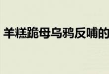 羊糕跪母乌鸦反哺的故事（乌鸦反哺的故事）