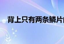 背上只有两条鳞片的鱼（变身之依恋txt）