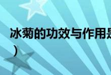冰菊的功效与作用是什么（冰菊的功效与作用）
